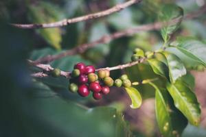 Coffee beans in cafe plantation photo