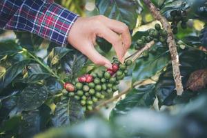 Woman harvesting coffee beans photo