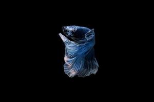 Beautiful Siamese betta fish photo