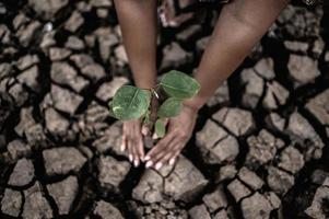 Two hands planting trees on dry and cracked soil photo