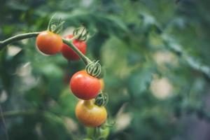 tomates frescos en el jardín foto