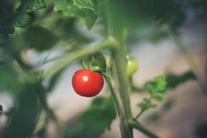 tomates frescos en el jardín foto