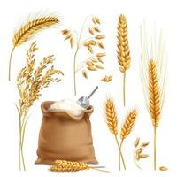 wheat barley oats rice cereals realistic vector