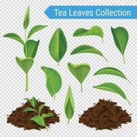 realistic tea leaves set vector