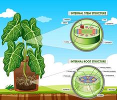 Diagram showing stem and root structure vector