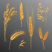 wheat barley oats rice cereals realistic transparent vector