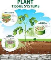 diagrama que muestra los sistemas de tejidos vegetales vector