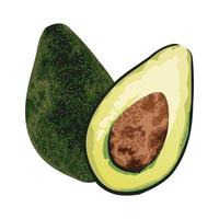 fresh avocados icon vector