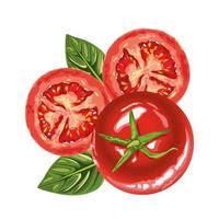 iconos de tomates frescos y saludables vector