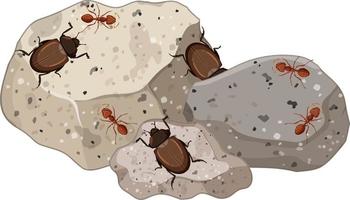 Top view of insect and ants on stones leaf isolated vector