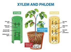 Diagram showing xylem and phloem of plant vector