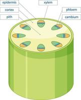 diagrama que muestra el sistema de tejido vascular en plantas vector