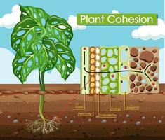 diagrama que muestra la cohesión vegetal vector