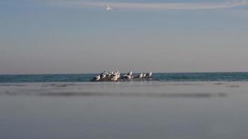 bandada de gaviotas en el muelle con uno volando alrededor video