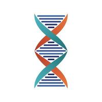 dna molecule structure isolated icon vector