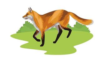 wild fox animal icon vector