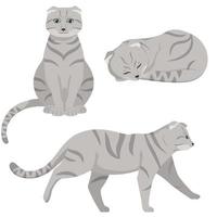 Lop-eared cat in different poses. vector