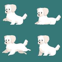 bichon boloñesa en diferentes poses. vector