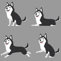 Siberian husky in different poses.
