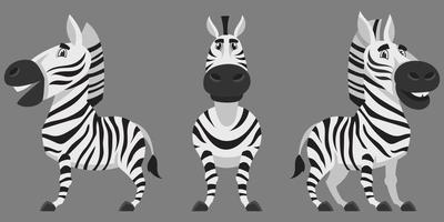 cebra en diferentes poses. vector