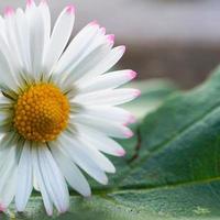 Beautiful white daisy flower in nature photo