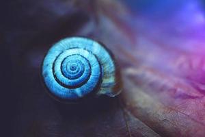 Snail shell on a leaf