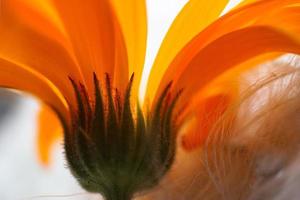 Beautiful orange flower petals photo