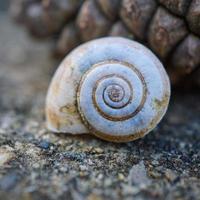 Small white snail photo