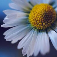 Beautiful white daisy flower in nature photo