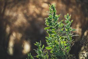 Evergreen leaves of Rock Rose shrub photo