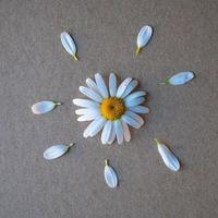 pétalos de flores de margarita blanca foto