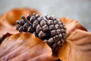 Pine cone and brown leaves in autumn season