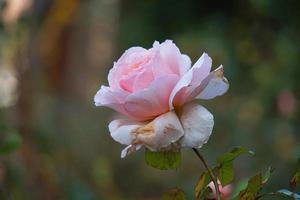 hermosa flor rosa para el día de san valentín foto