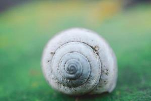 White snail on the green grass