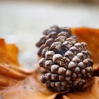 cono de pino y hojas marrones en la temporada de otoño foto