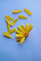 Pétalos de flores de margarita amarilla sobre fondo azul. foto