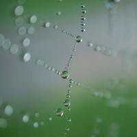 Raindrop on the spider web