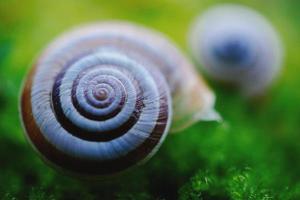 White snail on the green grass photo