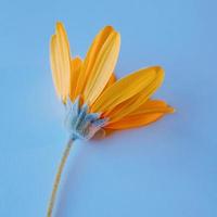Yellow daisy flower petals on the blue background photo