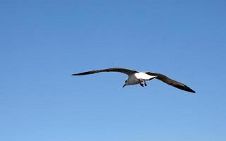 Seagull in a blue sky photo