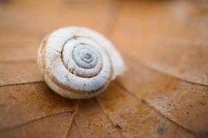 White snail on the leaf photo
