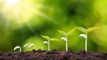 Plant Growth Stock Photos, Images and Backgrounds for Free Download Plant Growth Stock Photos, Images and Backgrounds for Free Download