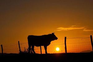 silueta de una vaca en la puesta de sol en el prado foto