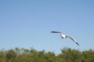 Seagull in the bright blue sky photo