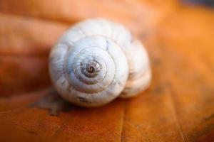 White snail on the leaf photo