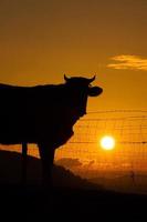 silueta de una vaca en la puesta de sol en el prado foto