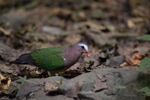 Bird walking on the ground photo