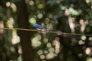 pájaro azul en una rama foto