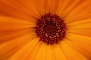 Beautiful orange flower petals photo