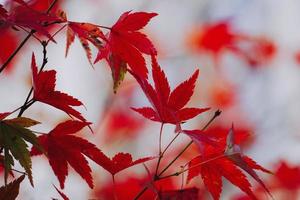 hojas de arce rojo en la temporada de otoño foto